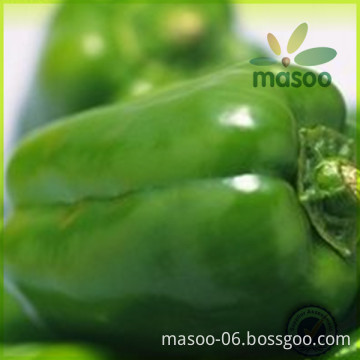 Chinese Fresh green pepper, fresh vegetables, good quality